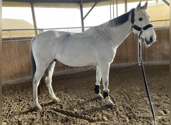 Westfale, Wallach, 13 Jahre, 180 cm, Schimmel
