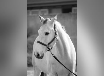 Westfale, Wallach, 13 Jahre, 180 cm, Schimmel