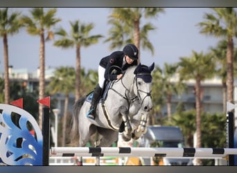 Westfale, Wallach, 13 Jahre, 180 cm, Schimmel