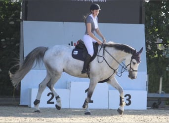 Westfale, Wallach, 13 Jahre, 180 cm, Schimmel