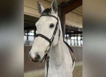 Westfale, Wallach, 13 Jahre, 180 cm, Schimmel