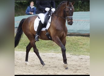 Westfale, Wallach, 14 Jahre, 160 cm, Dunkelbrauner