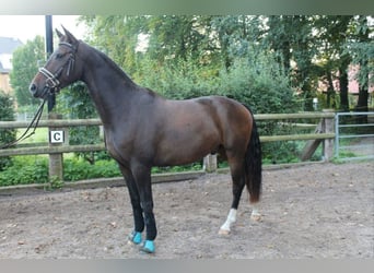 Westfale, Wallach, 14 Jahre, 164 cm, Brauner