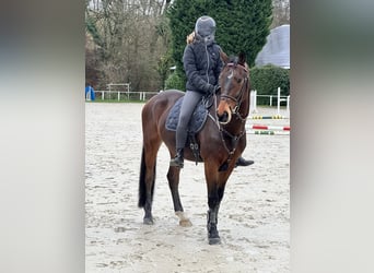 Westfale, Wallach, 14 Jahre, 164 cm, Brauner