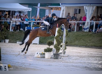 Westfale, Wallach, 14 Jahre, 164 cm, Brauner