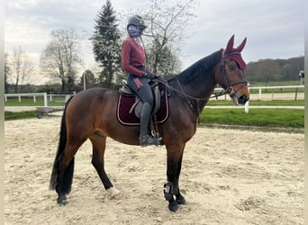 Westfale, Wallach, 14 Jahre, 164 cm, Brauner