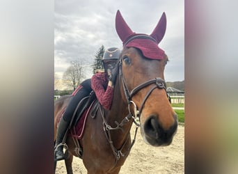 Westfale, Wallach, 14 Jahre, 164 cm, Brauner