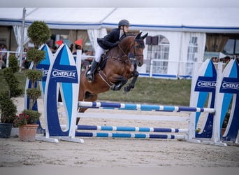 Westfale, Wallach, 14 Jahre, 164 cm, Brauner