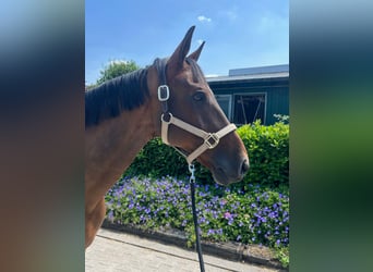 Westfale, Wallach, 14 Jahre, 164 cm, Brauner