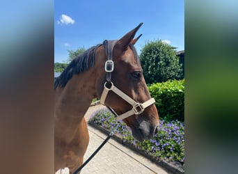 Westfale, Wallach, 14 Jahre, 164 cm, Brauner