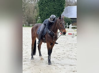 Westfale, Wallach, 14 Jahre, 164 cm, Brauner