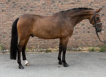 Westfale, Wallach, 14 Jahre, 164 cm, Dunkelbrauner