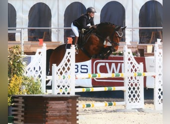 Westfale, Wallach, 14 Jahre, 164 cm, Dunkelbrauner
