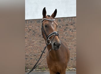 Westfale, Wallach, 14 Jahre, 164 cm, Dunkelbrauner