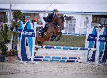 Westfale, Wallach, 14 Jahre, 164 cm, Dunkelbrauner
