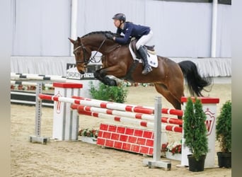 Westfale, Wallach, 14 Jahre, 164 cm, Dunkelbrauner