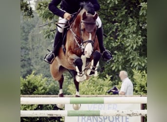 Westfale, Wallach, 14 Jahre, 165 cm, Brauner