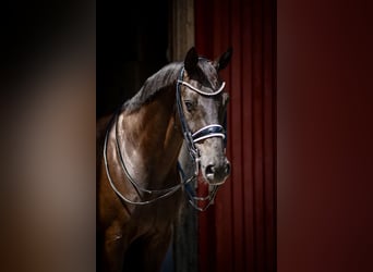 Westfale, Wallach, 14 Jahre, 166 cm, Rappe