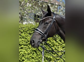 Westfale, Wallach, 14 Jahre, 166 cm, Rappe