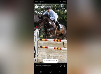 Westfale, Wallach, 14 Jahre, 167 cm, Dunkelbrauner