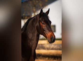 Westfale, Wallach, 14 Jahre, 168 cm, Brauner