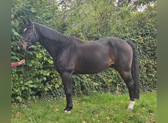 Westfale, Wallach, 14 Jahre, 168 cm, Schwarzbrauner