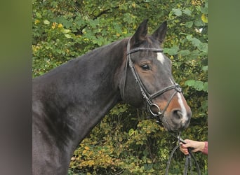 Westfale, Wallach, 14 Jahre, 168 cm, Schwarzbrauner