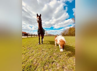 Westfale, Wallach, 14 Jahre, 170 cm, Brauner