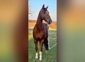 Westfale, Wallach, 14 Jahre, 171 cm, Fuchs