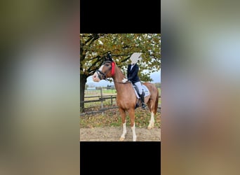 Westfale, Wallach, 14 Jahre, 172 cm, Dunkelfuchs