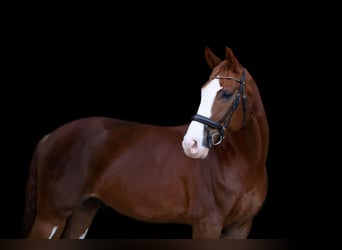 Westfale, Wallach, 14 Jahre, 172 cm, Dunkelfuchs