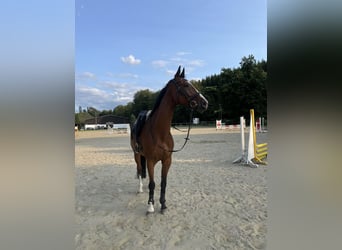 Westfale, Wallach, 14 Jahre, 173 cm, Brauner