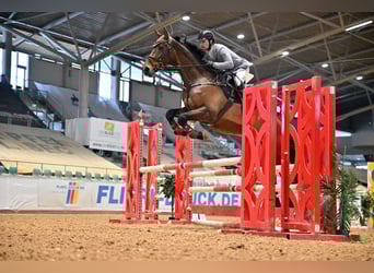 Westfale, Wallach, 14 Jahre, 173 cm, Brauner