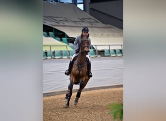 Westfale, Wallach, 14 Jahre, 173 cm, Brauner