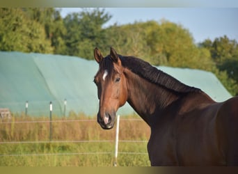 Westfale, Wallach, 14 Jahre, 174 cm, Brauner
