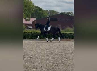 Westfale, Wallach, 14 Jahre, 175 cm