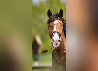 Westfale, Wallach, 14 Jahre, 180 cm, Brauner