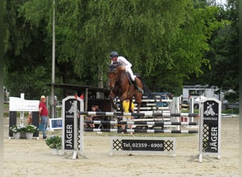 Westfale, Wallach, 14 Jahre, 180 cm, Brauner