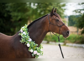 Westfale, Wallach, 15 Jahre, 162 cm, Dunkelbrauner