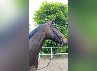 Westfale, Wallach, 15 Jahre, 163 cm, Dunkelbrauner