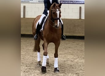 Westfale, Wallach, 15 Jahre, 164 cm, Fuchs