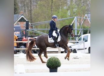 Westfale, Wallach, 15 Jahre, 165 cm, Dunkelfuchs