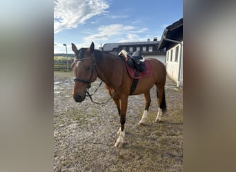 Westfale, Wallach, 15 Jahre, 168 cm, Brauner