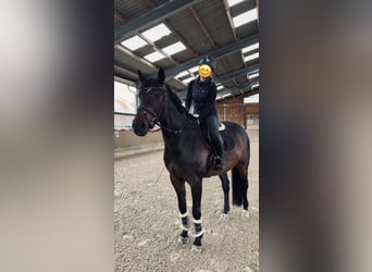 Westfale, Wallach, 15 Jahre, 168 cm, Dunkelbrauner