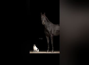 Westfale, Wallach, 15 Jahre, 168 cm, Schwarzbrauner