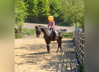 Westfale, Wallach, 15 Jahre, 170 cm