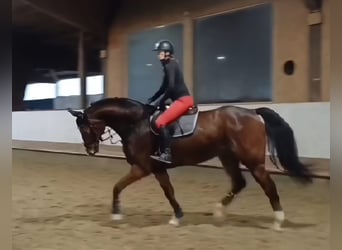 Westfale, Wallach, 15 Jahre, 172 cm, Brauner