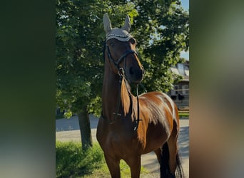 Westfale, Wallach, 15 Jahre, 172 cm