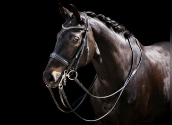 Westfale, Wallach, 15 Jahre, 172 cm, Schwarzbrauner
