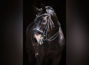 Westfale, Wallach, 15 Jahre, 172 cm, Schwarzbrauner